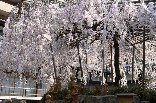 六角堂　桜
