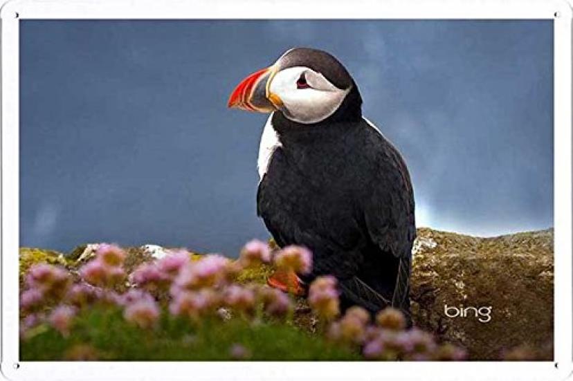 海鳥ニシツノメドリのティンサイン 金属看板 ポスター / Tin Sign Metal Poster of Seabird Atlantic Puffin