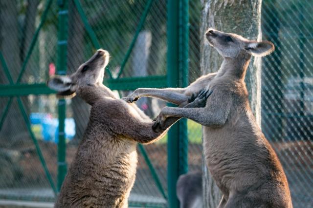 ボクシングカンガルー