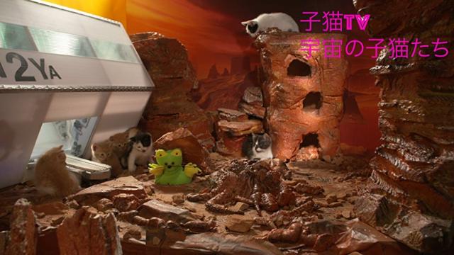 ビデオクリップ: 子猫TV 宇宙の子猫たち