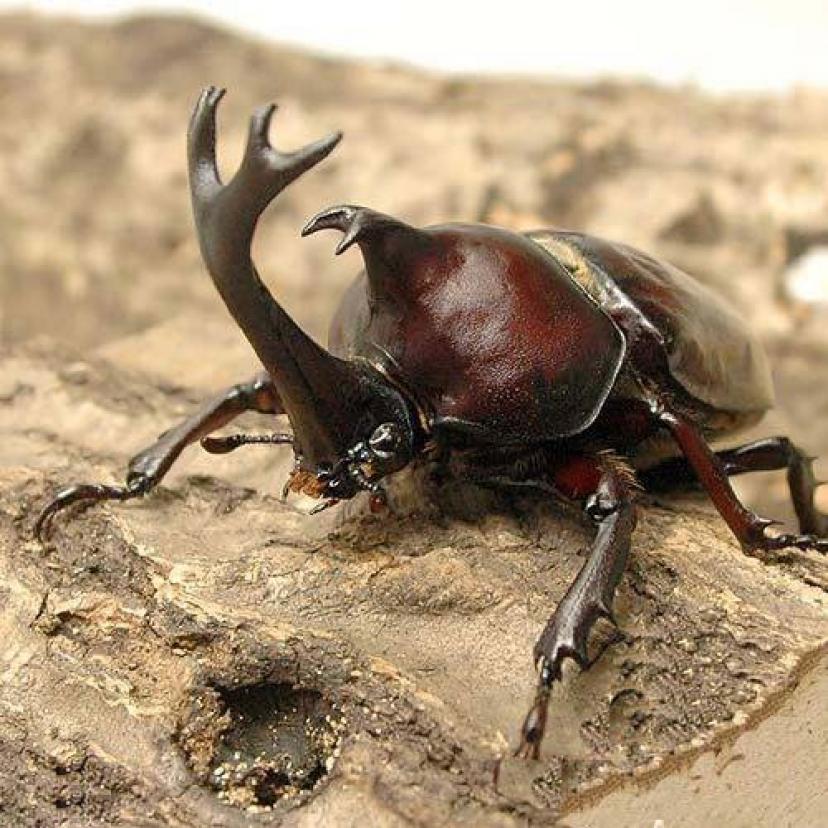 カブトムシ