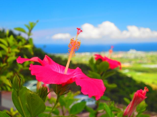 フリー画像、沖縄、石垣島、ハイビスカス、花、夏