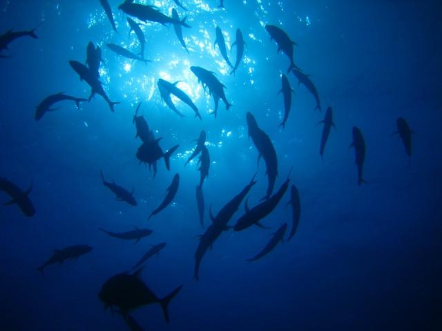 魚の群れ群れ