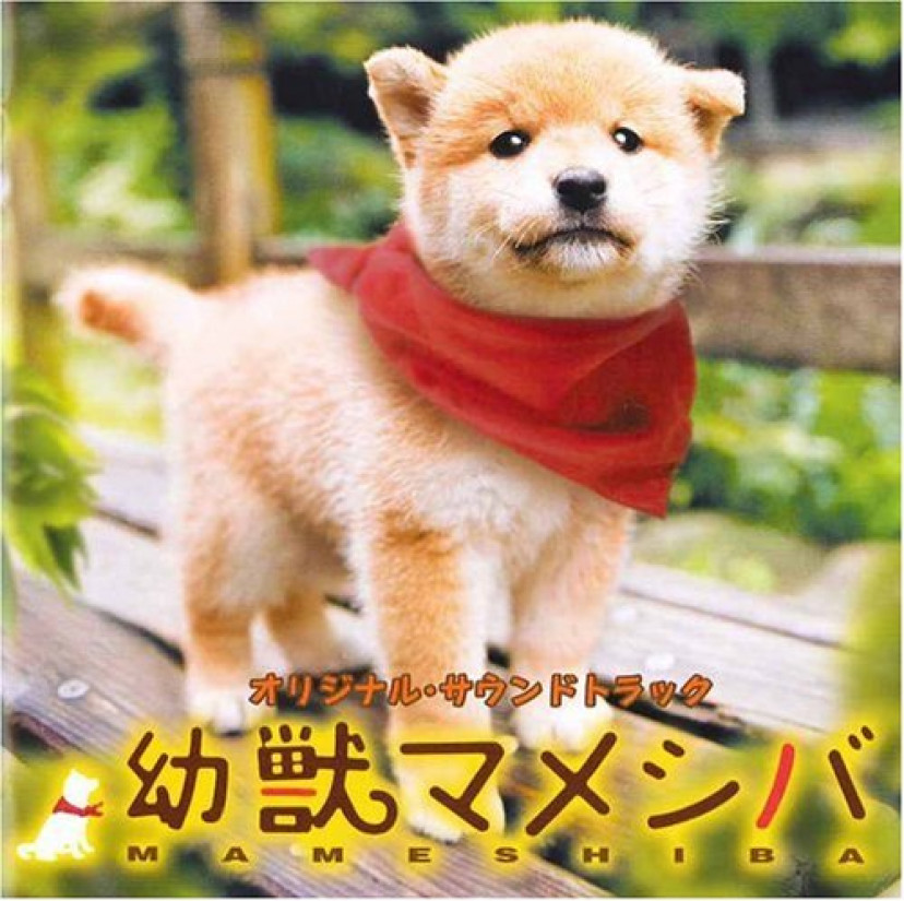 幼獣マメシバ