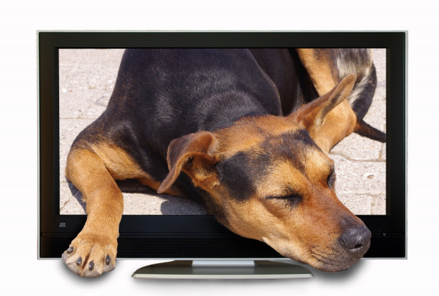 テレビ、犬、フリー素材