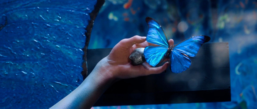 ドラマ「人間標本」