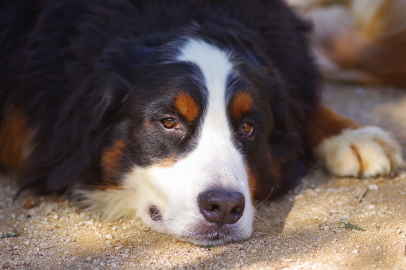 フリー素材　セントバーナード